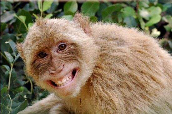 猴子对你笑  竟是因为.
