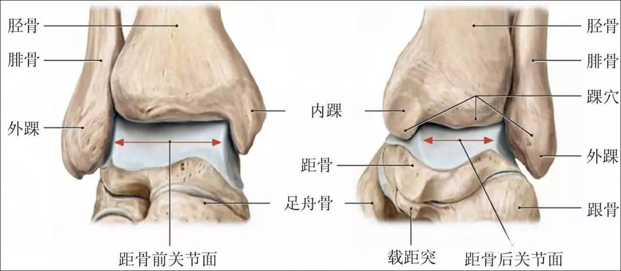 2  踝关节组成的结构图
