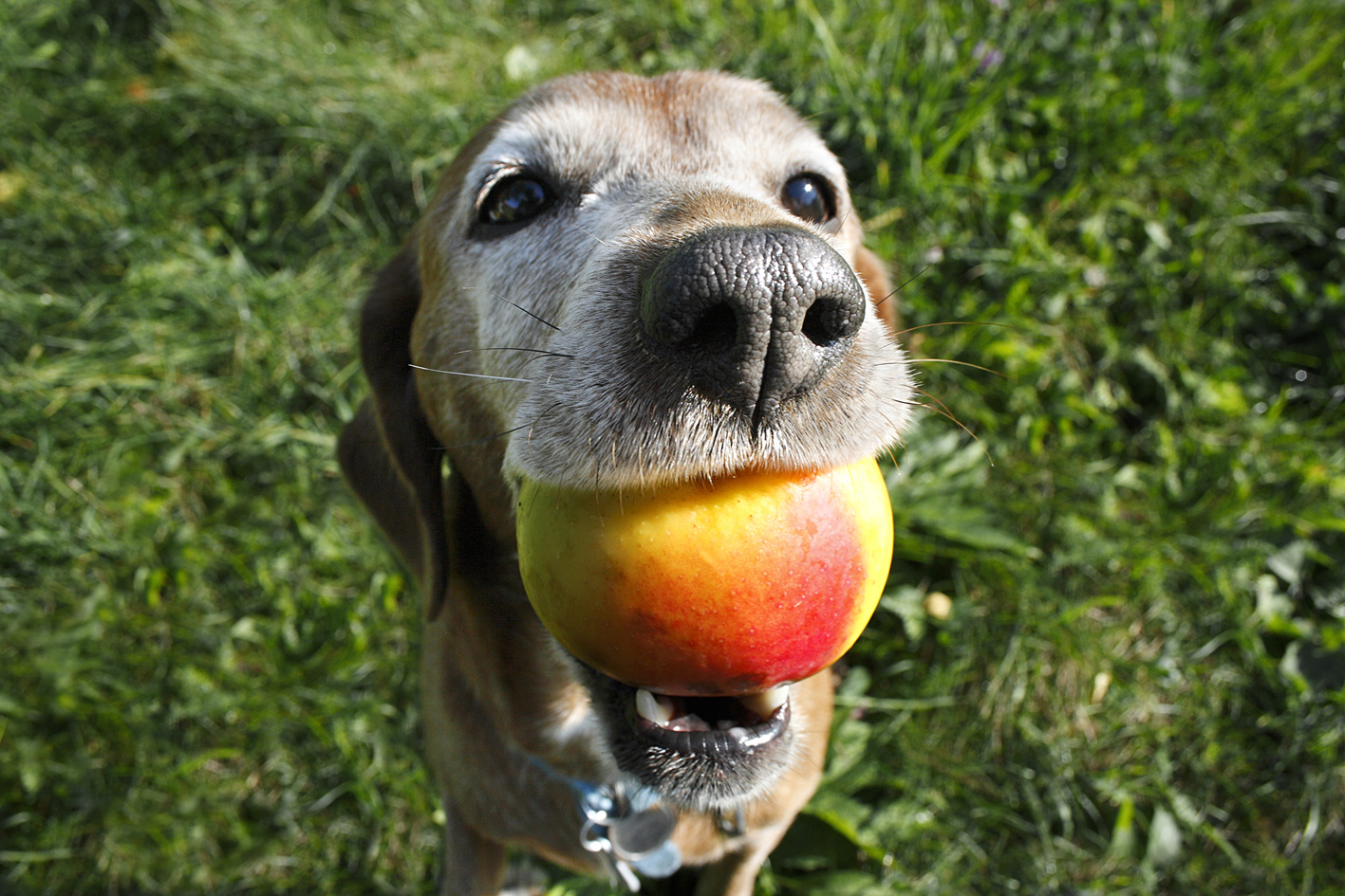 柿子,桃子和李子的种子或核会损害狗狗的小肠,也可能堵住它们的肠子