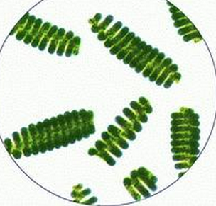 日本:开发螺旋藻成为"未来的食物"