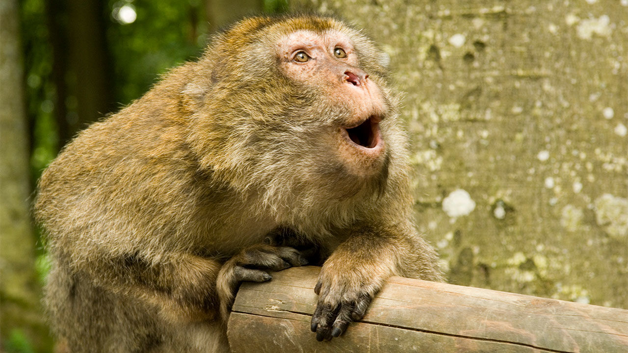 与人类相比,模拟的猴子声音听起来平坦而沙哑,但这些词语清晰易懂.